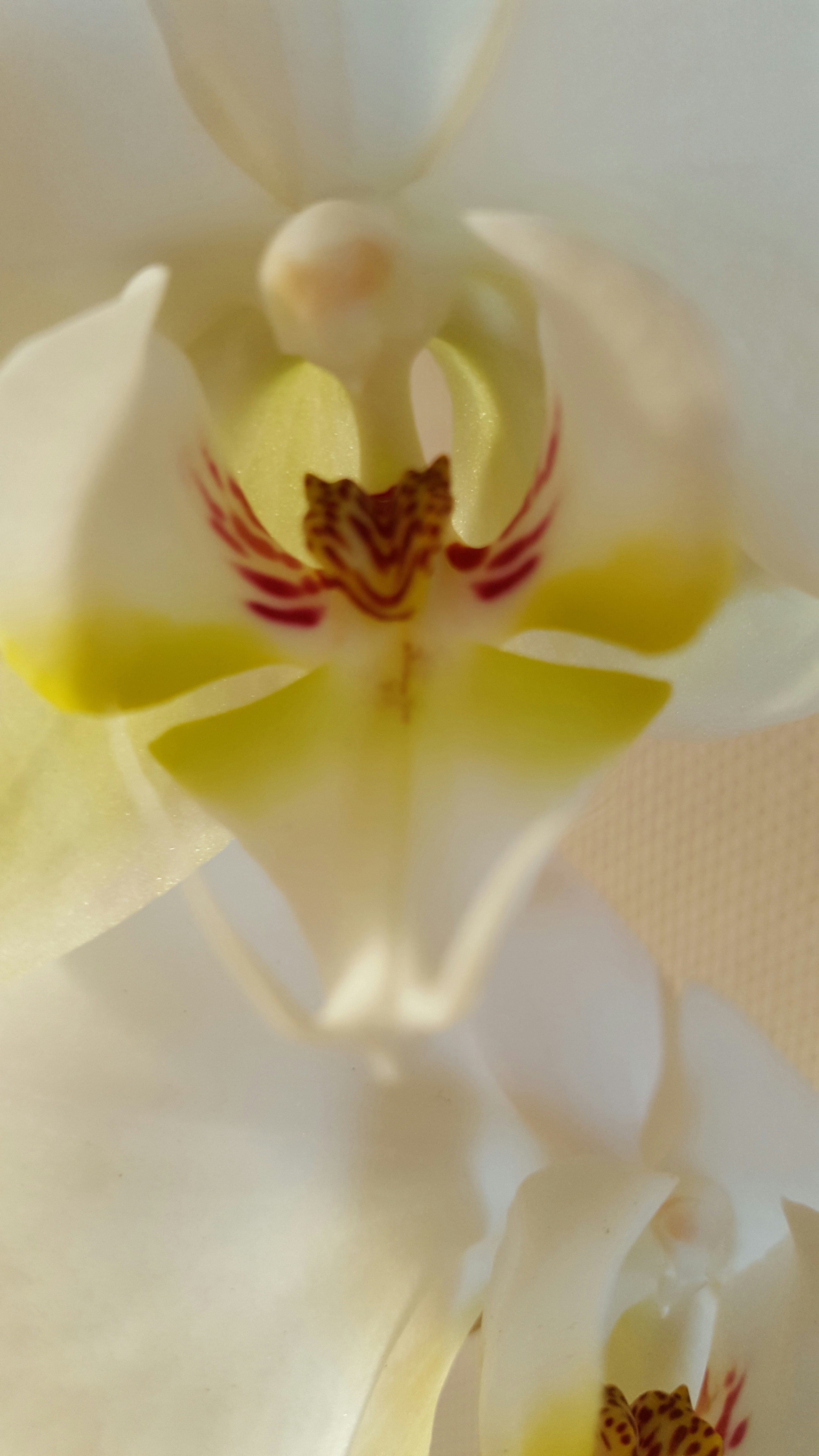 Free Unsplash photo from Om Vel