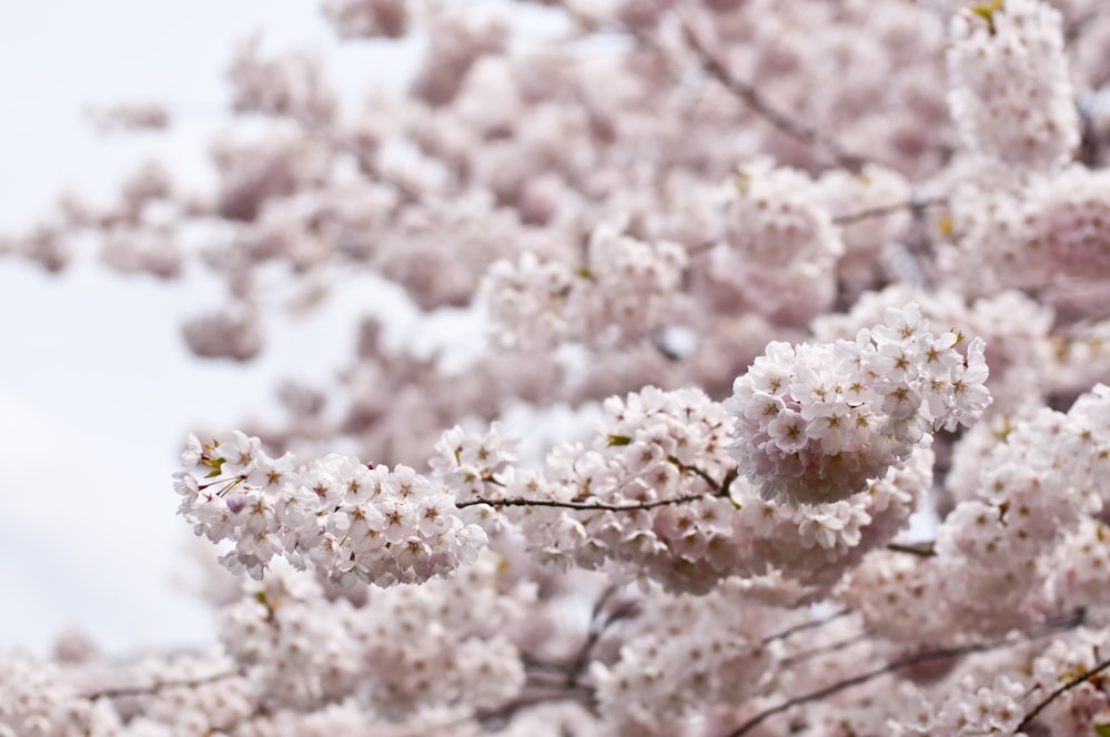 Foto macro de flores de árbol blanco