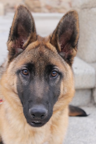 A close-up of a German Shepherd’s focused eyes, showcasing strength and intelligence.