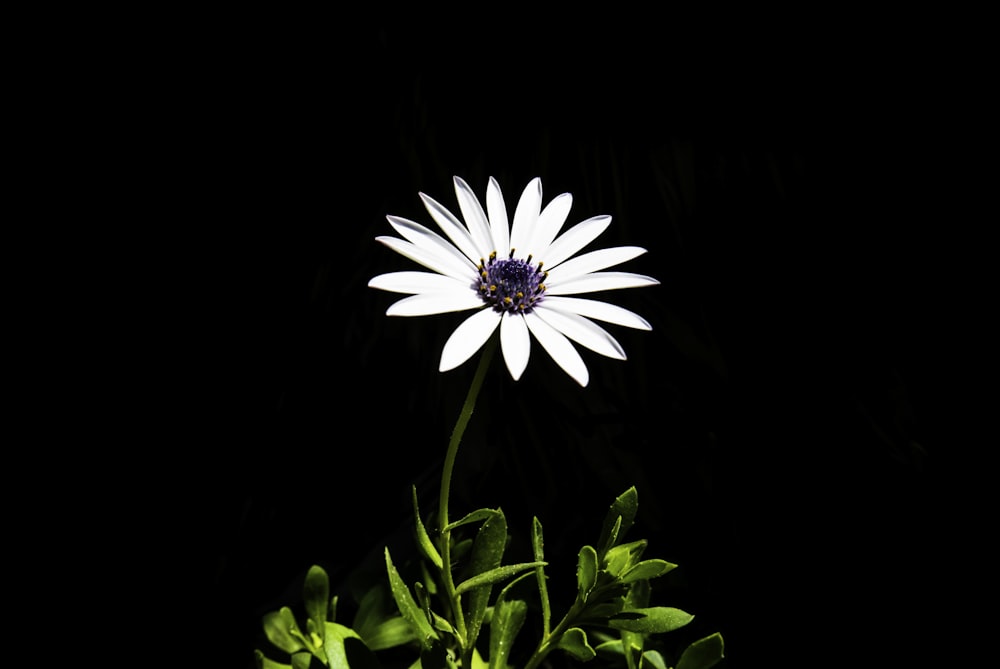 Selektive Fokusfotografie einer weißblättrigen Blume