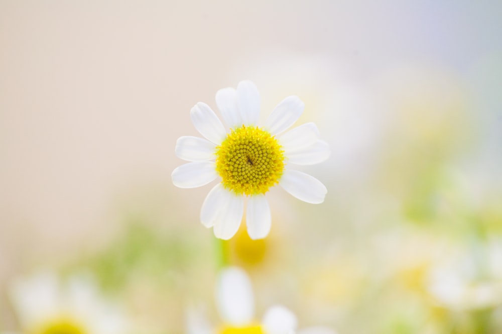 A daisy with a yellow center and white petals