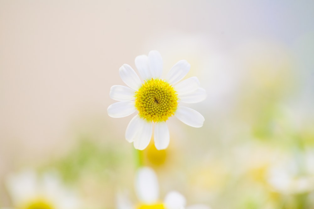 白いデイジーの花が咲いています