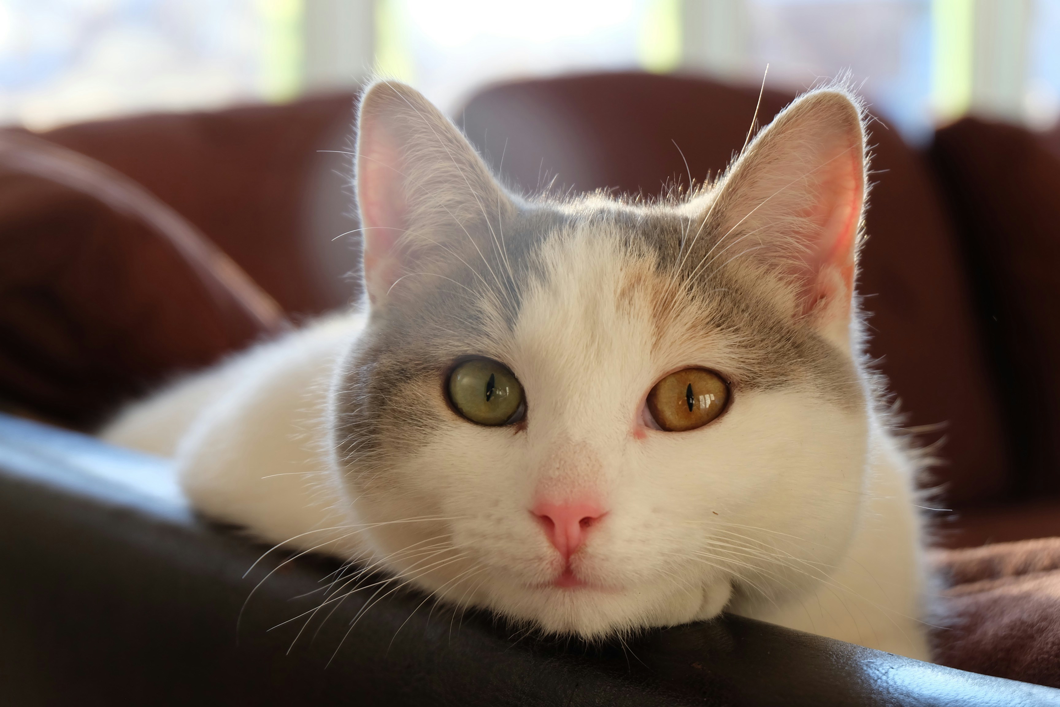 Free Unsplash photo from Félix-Antoine Gagnon