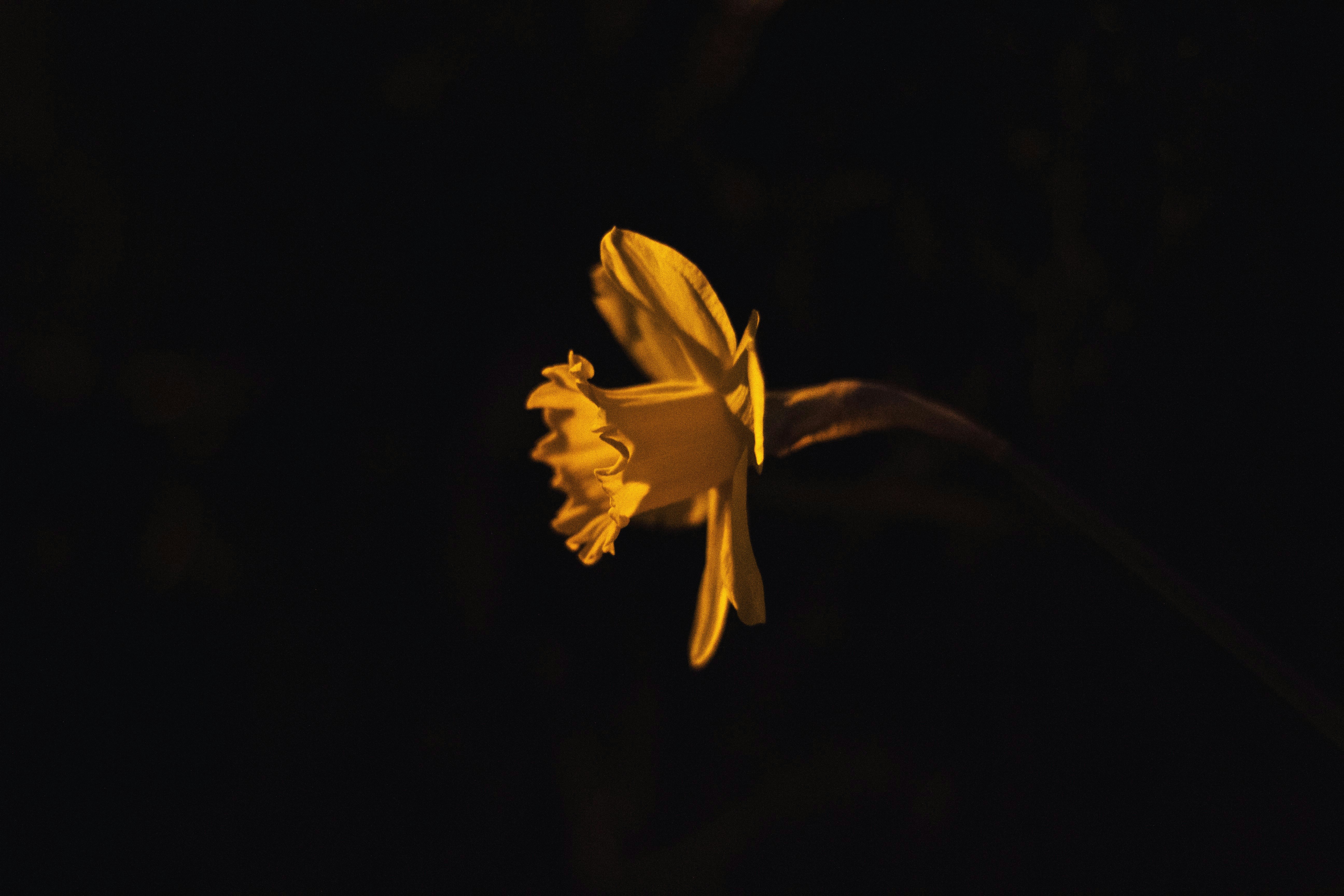 Free Unsplash photo from Jasmeen Virk