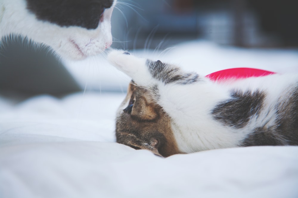 kitten poking cat's nose