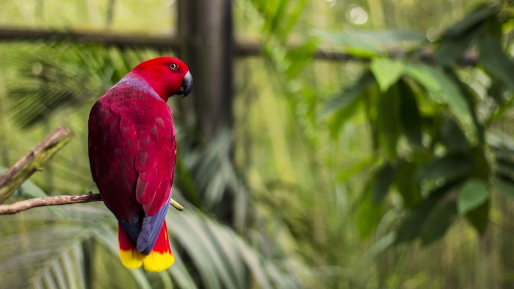 red bird perched on tree branch at daytime