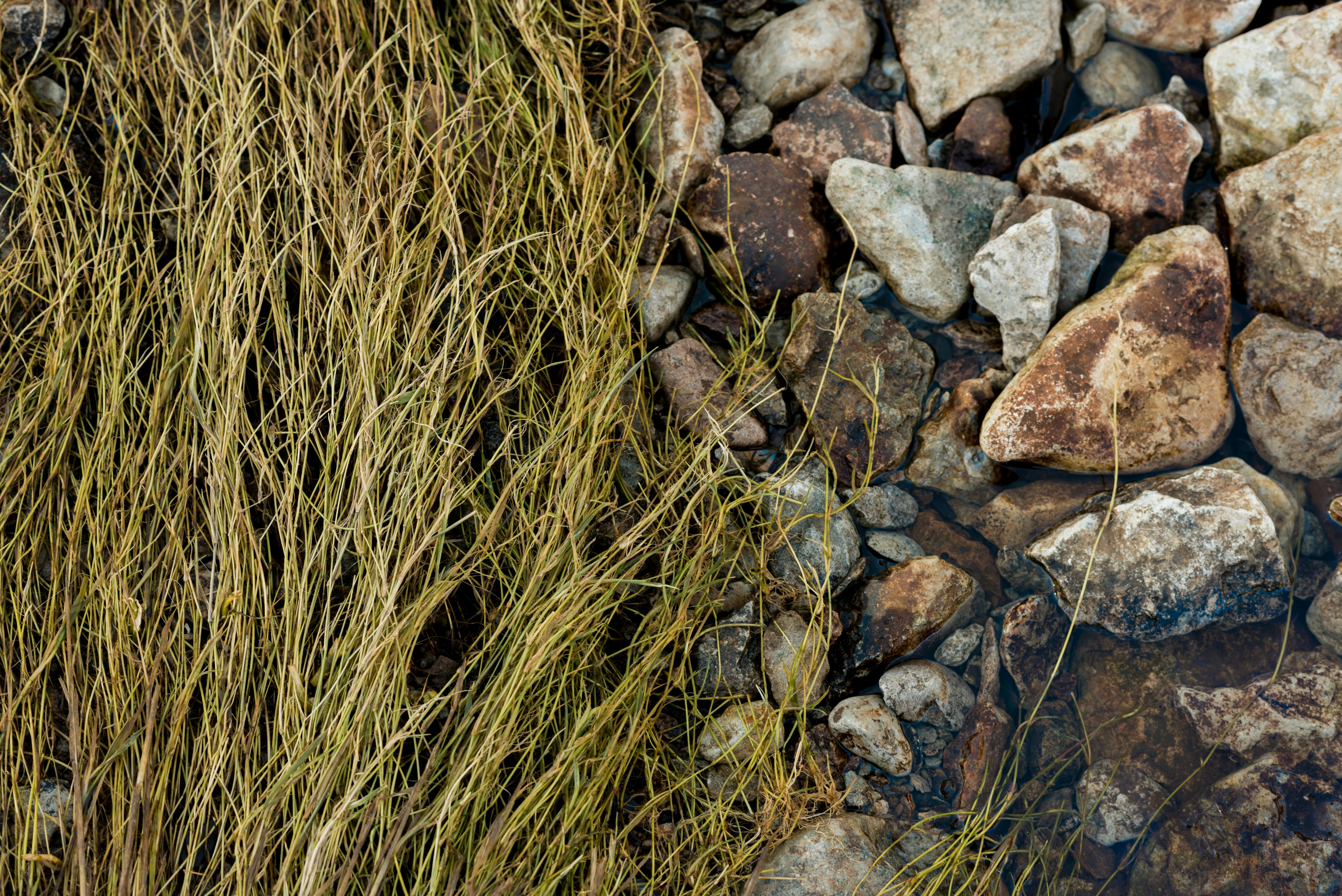 Wallpaper : landscape, depth of field, rock, nature, stones, plants, closeup, ma