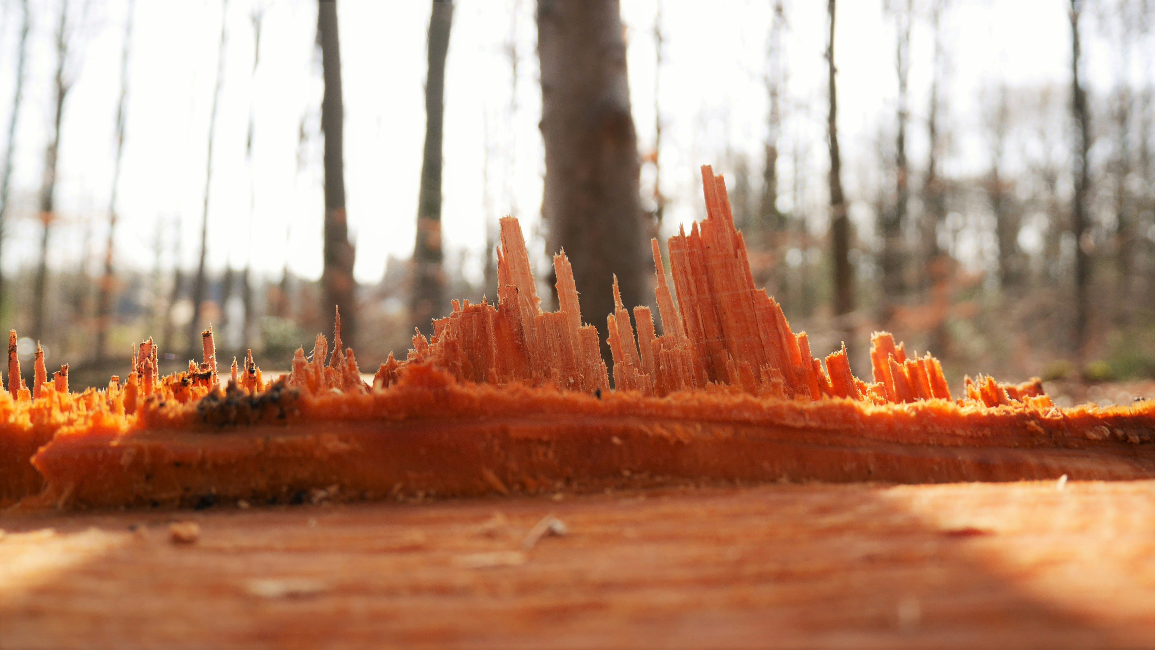 Free Unsplash photo from Jonas Reineke