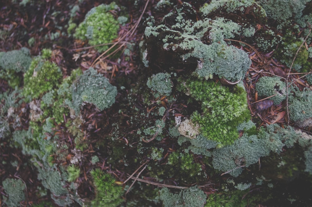 緑の植物