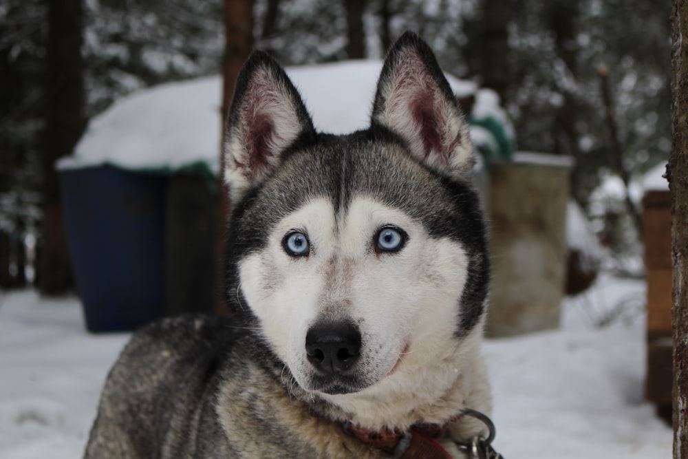 close-up photo of Syberian husky