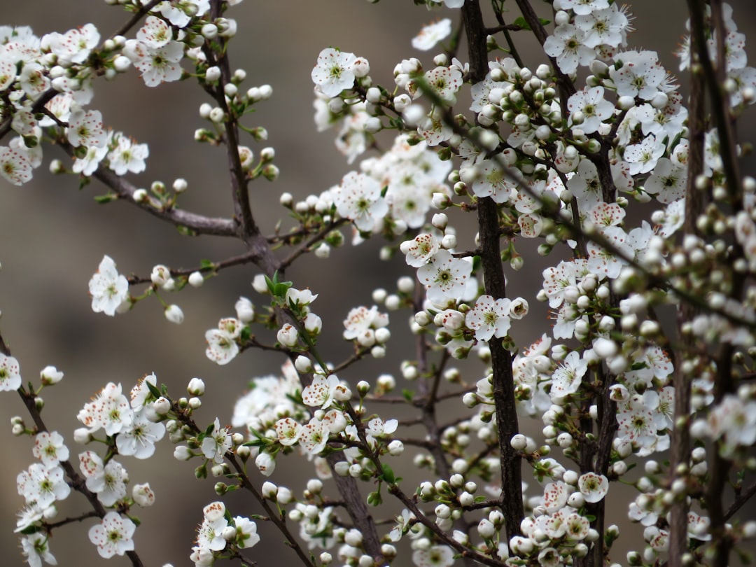 selective focus photography white cherry blossom