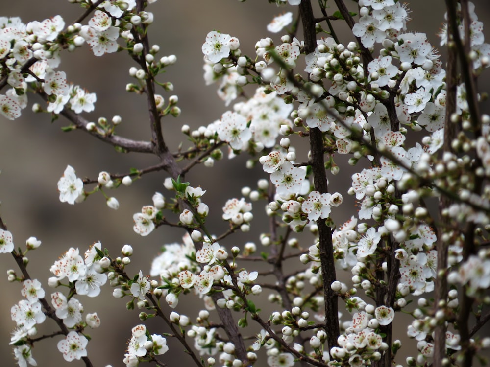 Fotografia de foco seletivo flor de cerejeira branca