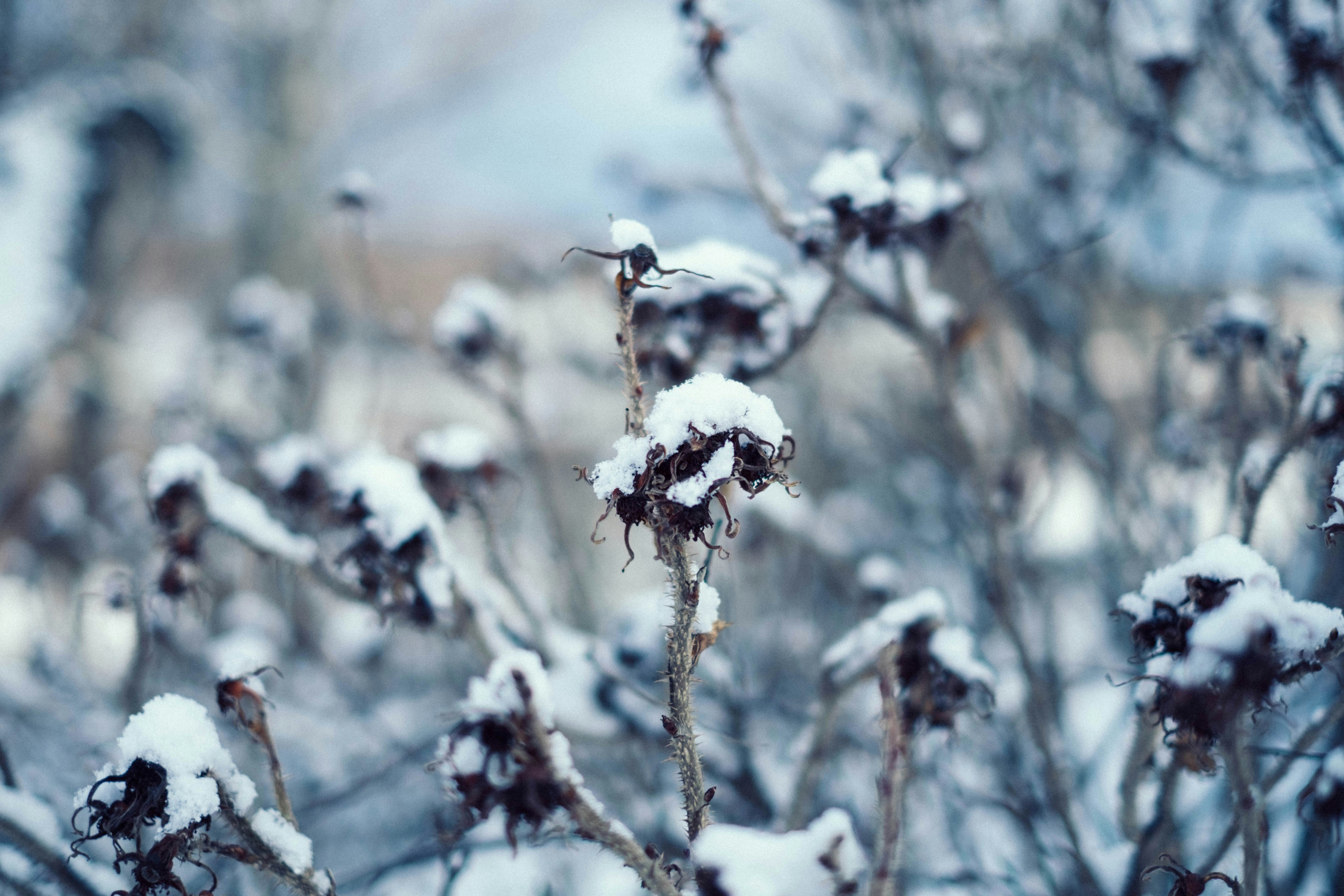 Free Unsplash photo from Semenov Ivan