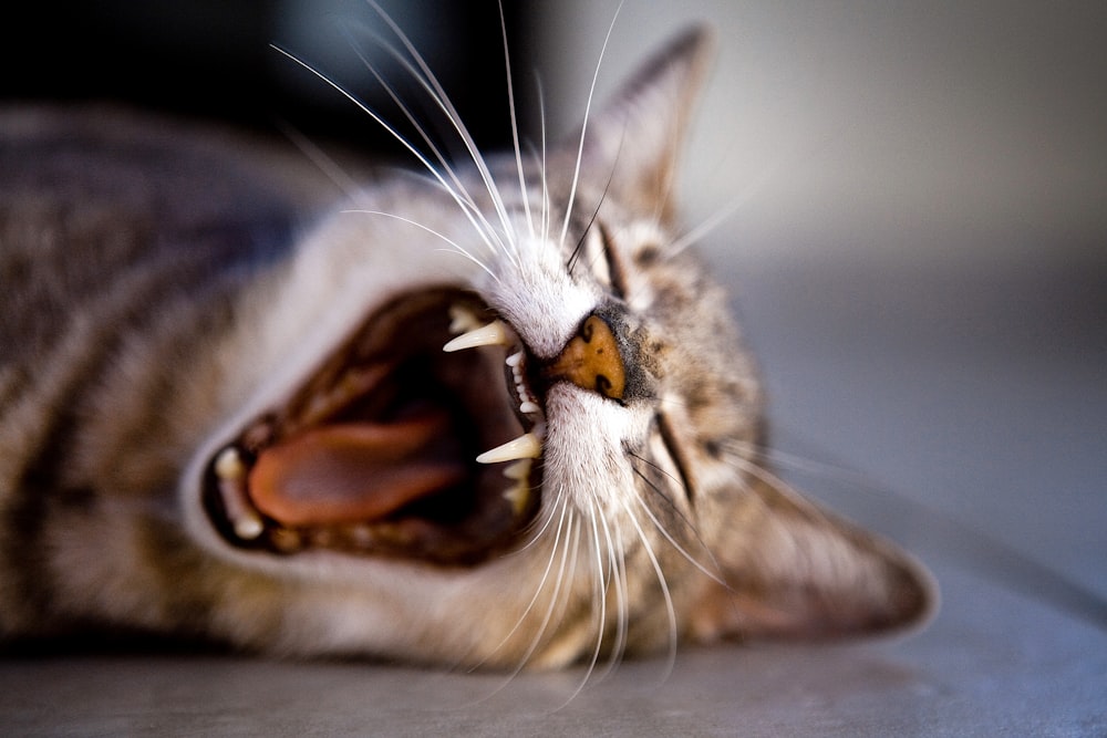 brown tabby cat lying on ground while yawning