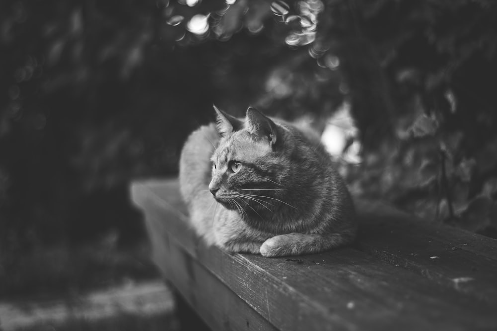 Graustufenfotografie einer Katze, die auf einem Holzgeländer in der Nähe von Bäumen liegt