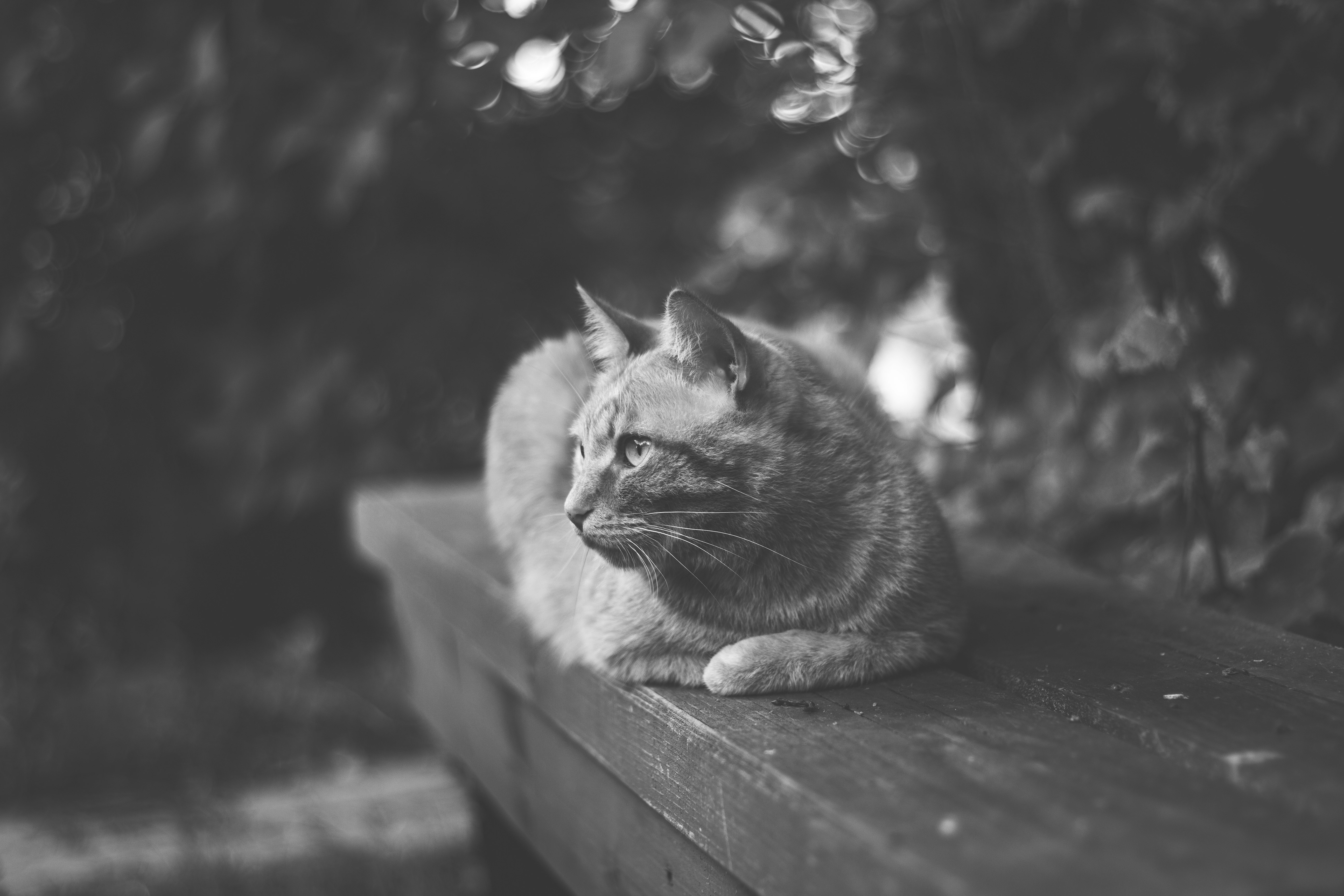grayscale photography of cat lying on wooden rail near trees
