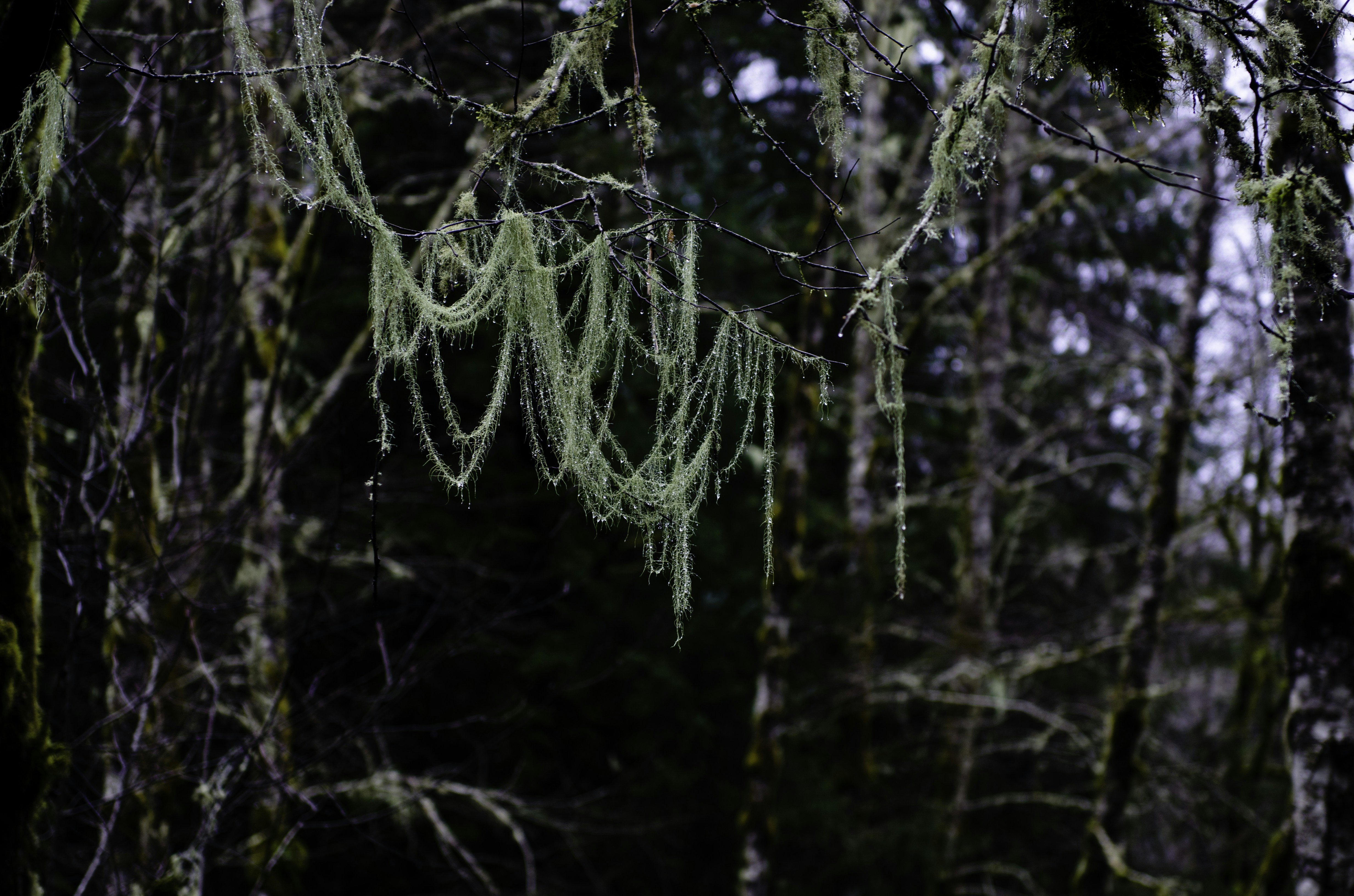 Photo By jesse orrico