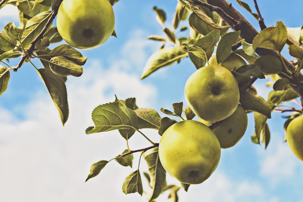 fruits on tree branch during day