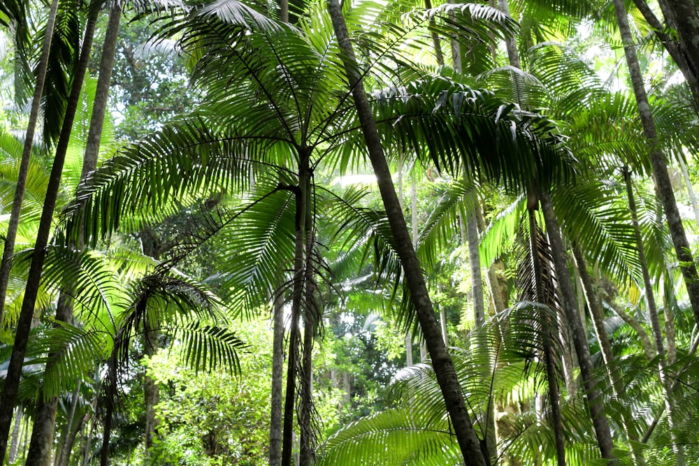 green trees