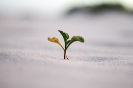 Optimisation