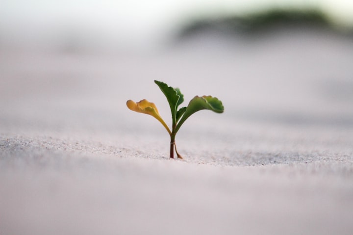 The Importance of Personal Development and Growth: Tips for Cultivating a Fulfilling Life