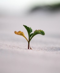 closeup photography of plant on ground