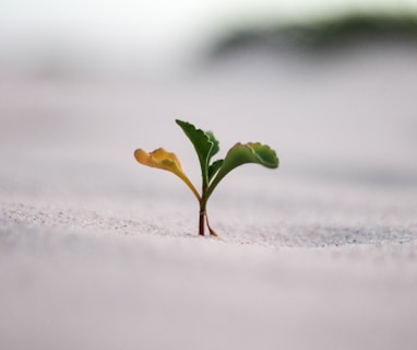 closeup photography of plant on ground