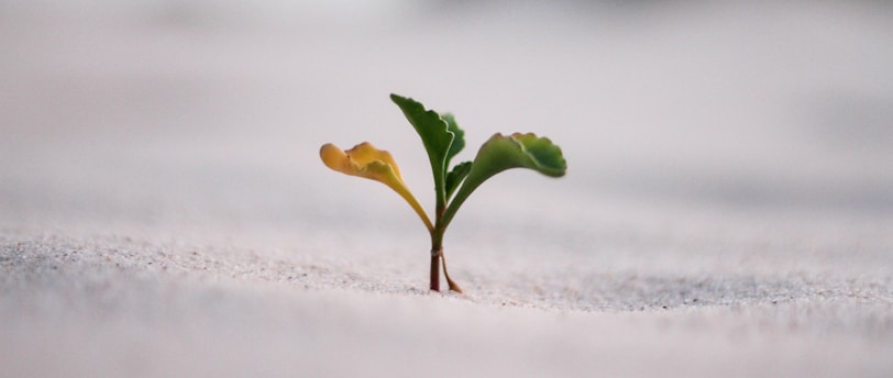 closeup photography of plant on ground