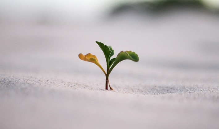 closeup photography of plant on ground