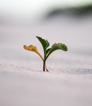 closeup photography of plant on ground