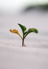 closeup photography of plant on ground