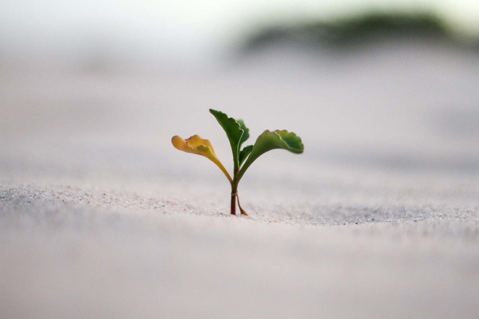 Canon EOS 7D + Canon EF 50mm F1.8 STM sample photo. Closeup photography of plant photography