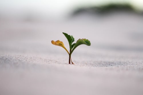 L'immagine di un fiore che cresce, come il modo in cui questa promozione farà crescere il vostro conto Instagram .