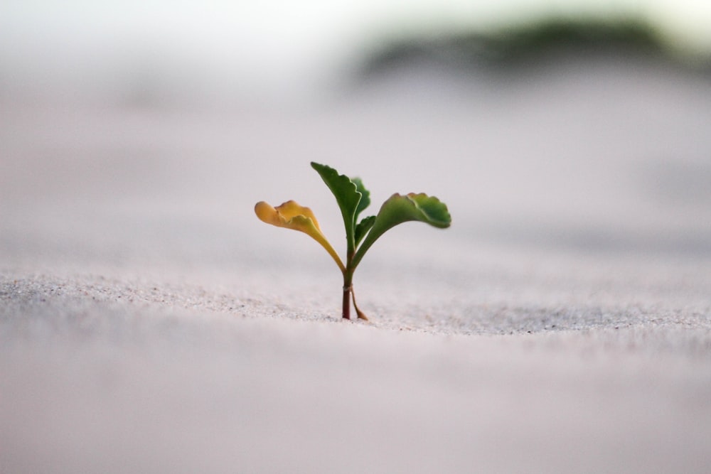 Fotografía de primer plano de la planta en el suelo