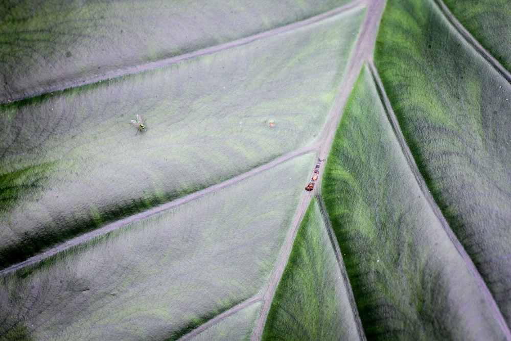 green leaf