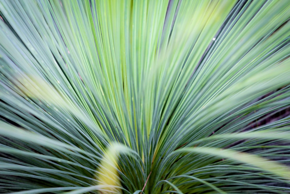 green grass field