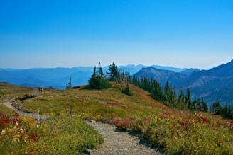 A scenic mountain landscape featuring a winding trail leading through a grassy field with patches of red and yellow foliage. Tall evergreen trees are scattered across rolling hills, and a range of blue mountains is visible in the background under a clear blue sky.