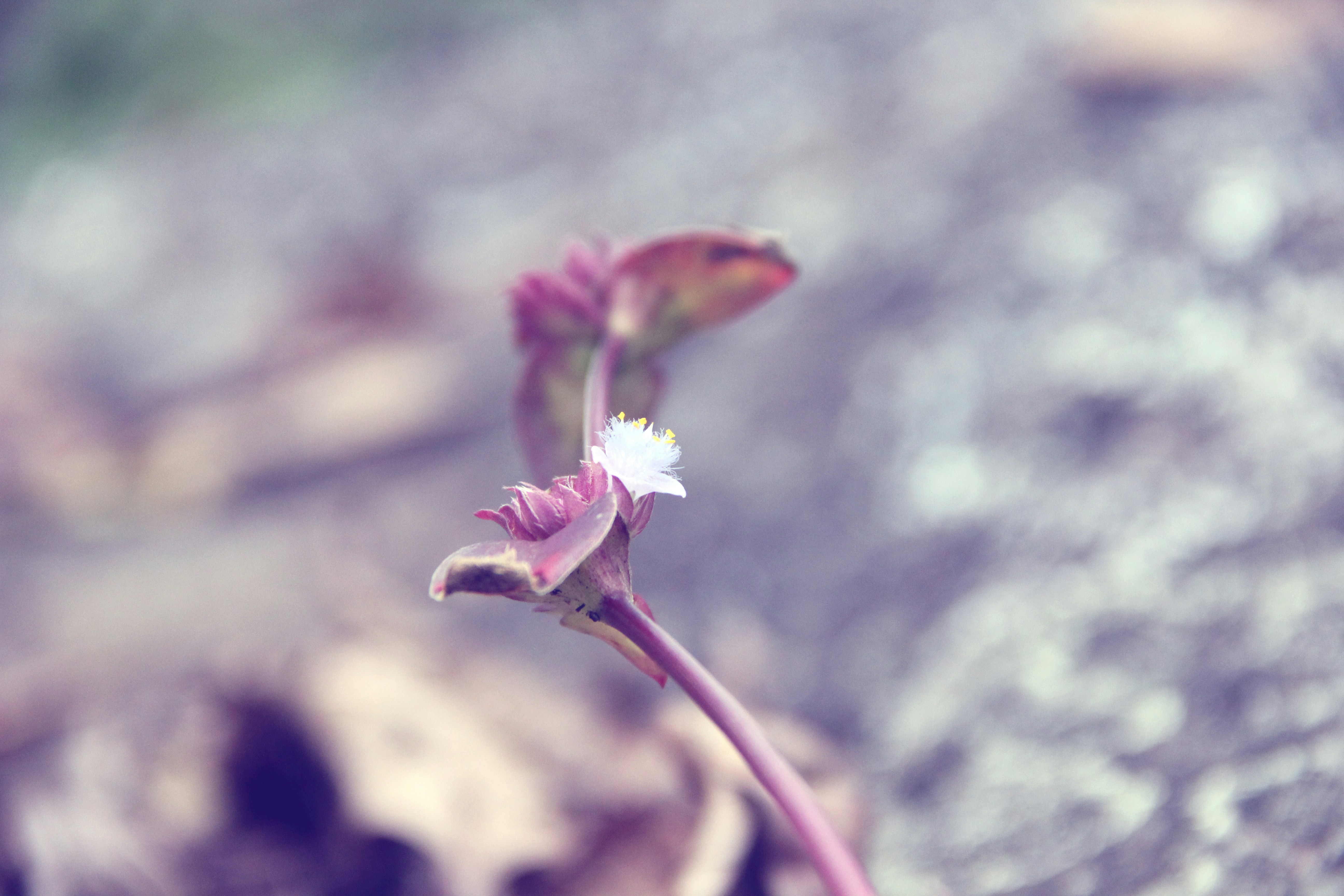 Free Unsplash photo from Ravichandra Gopalakrishnan