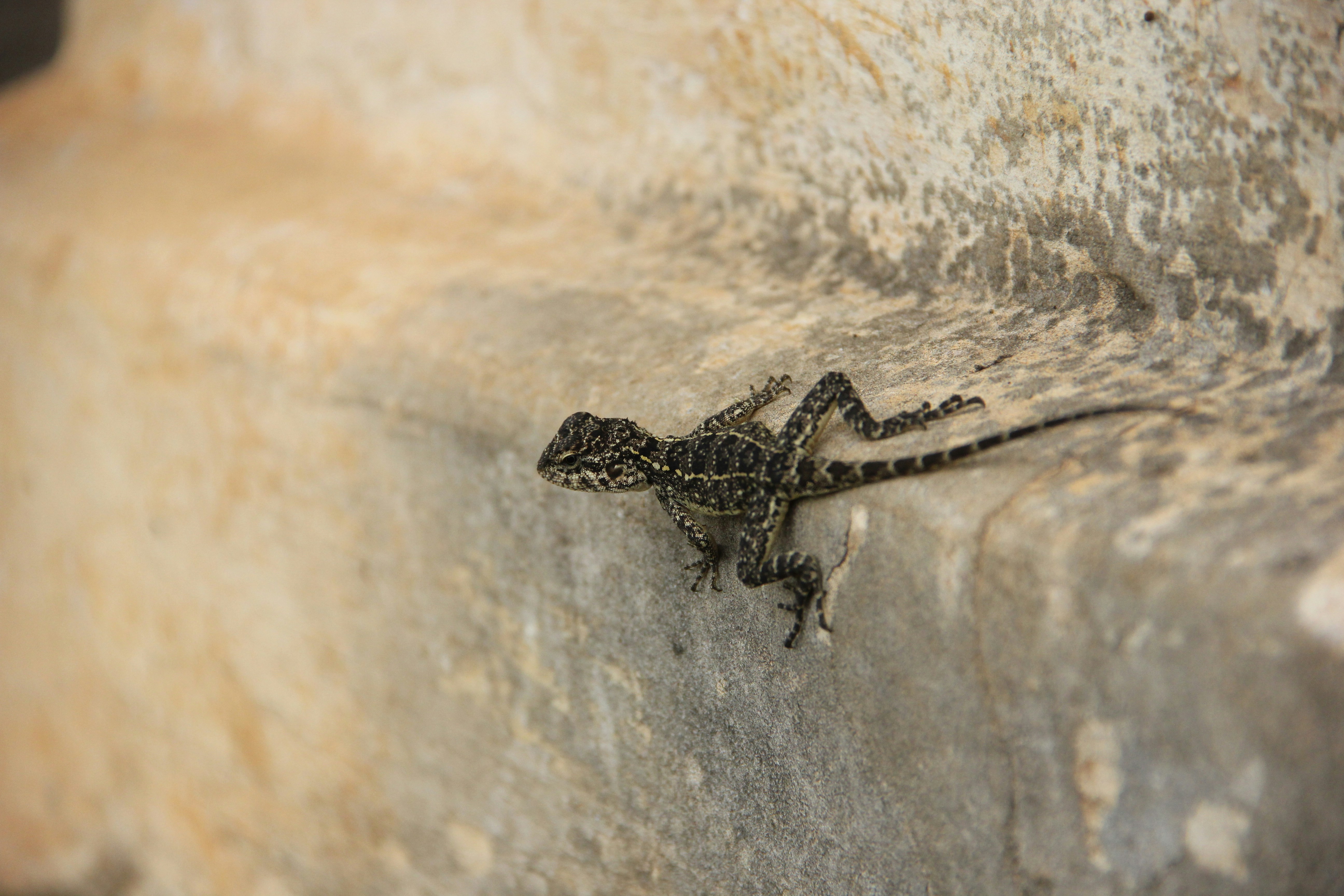 Free Unsplash photo from Ravichandra Gopalakrishnan