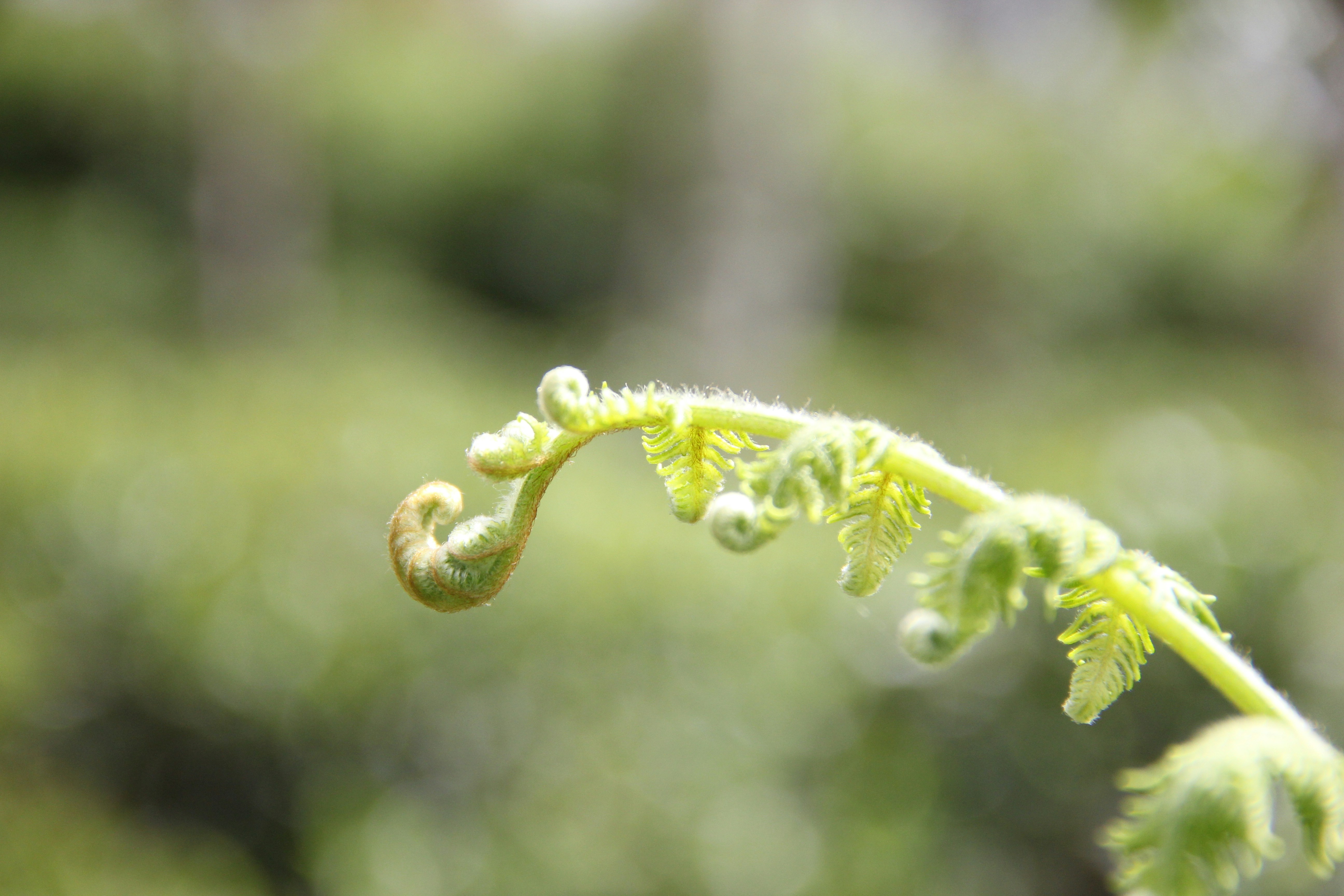 Free Unsplash photo from Ravichandra Gopalakrishnan