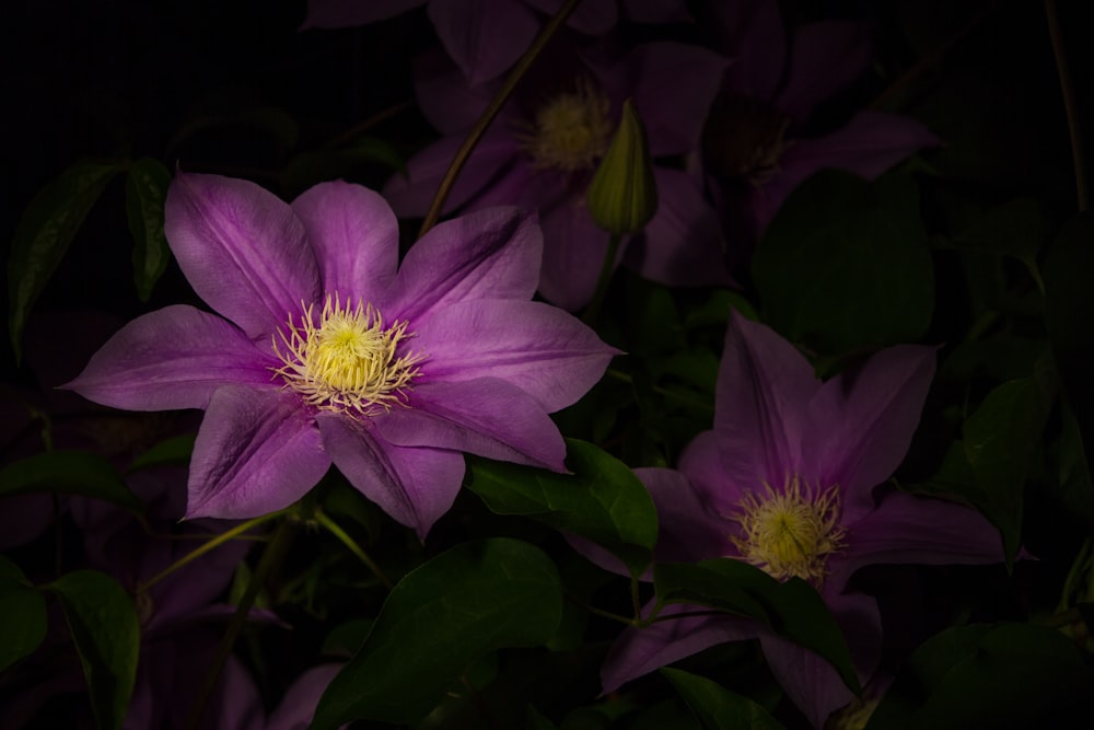 purple flowers