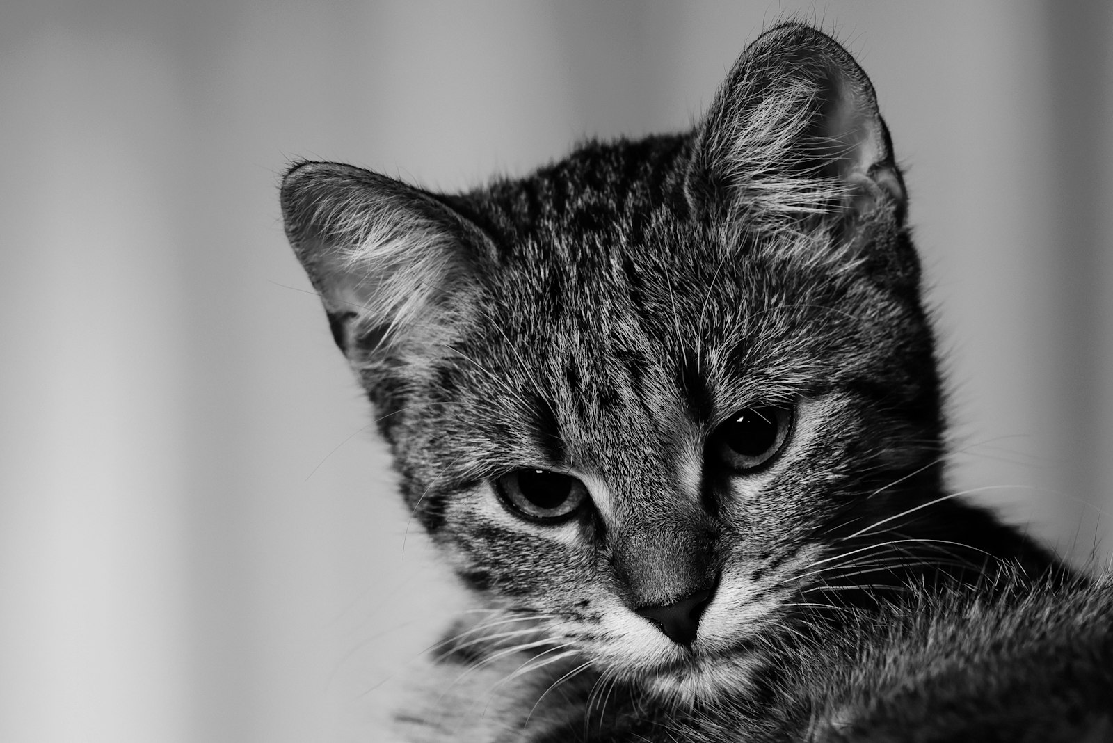 Nikon D810 + Nikon AF-S Nikkor 70-200mm F2.8G ED VR II sample photo. Grayscale kitten photography