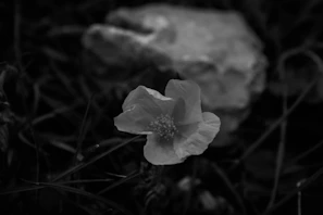 A quiet moment of nature with a single flower in sharp focus against a blurred background