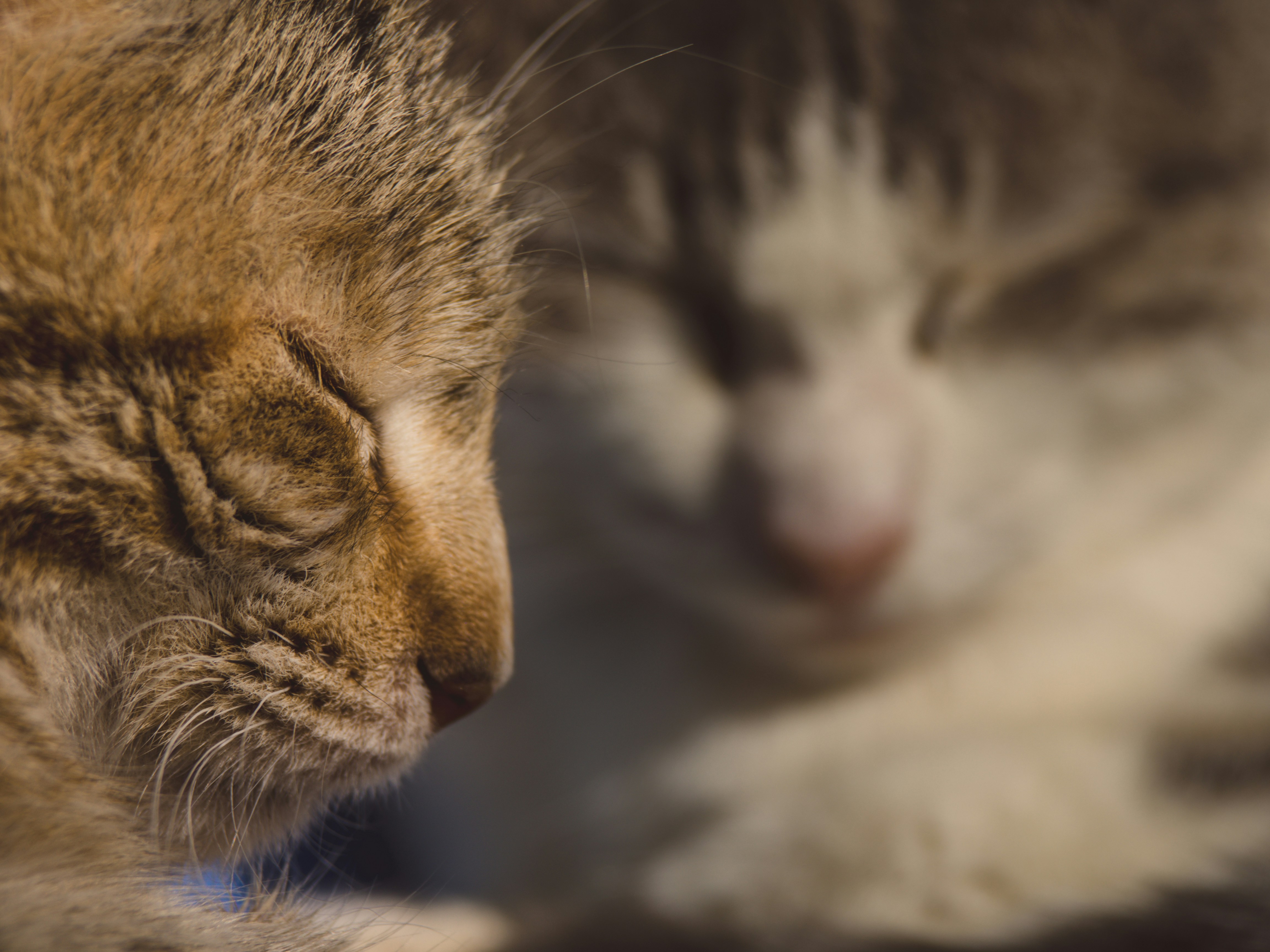 Free Unsplash photo from Anna Grau