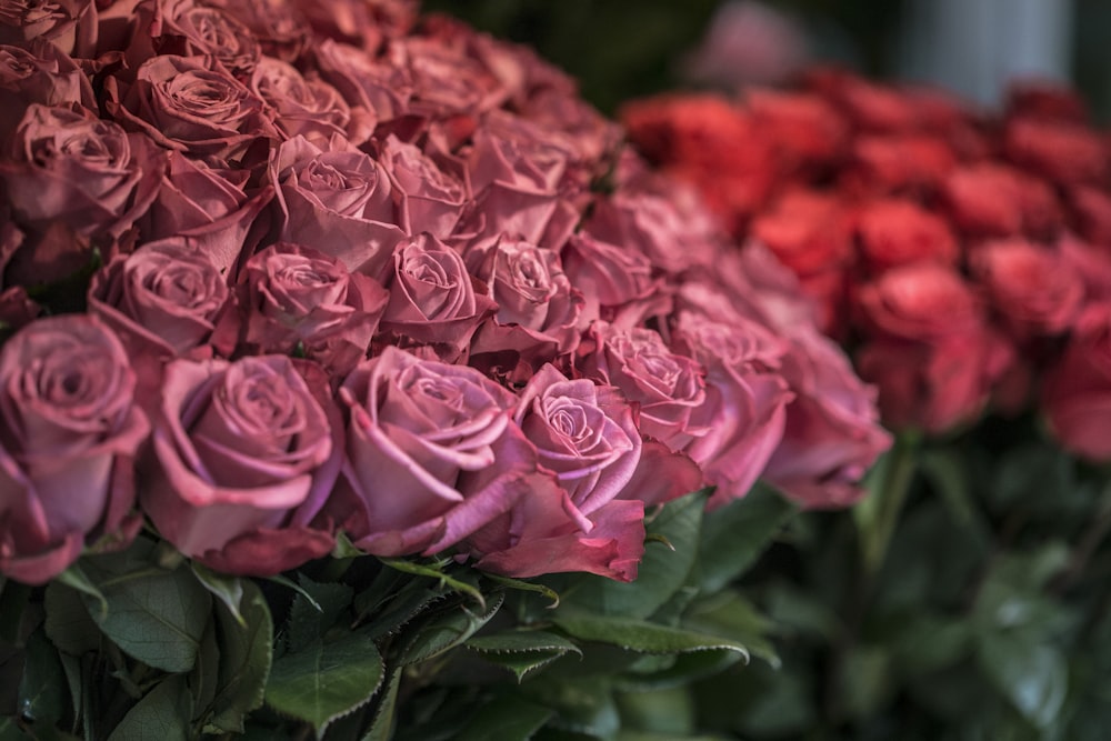 pink roses in close up photography