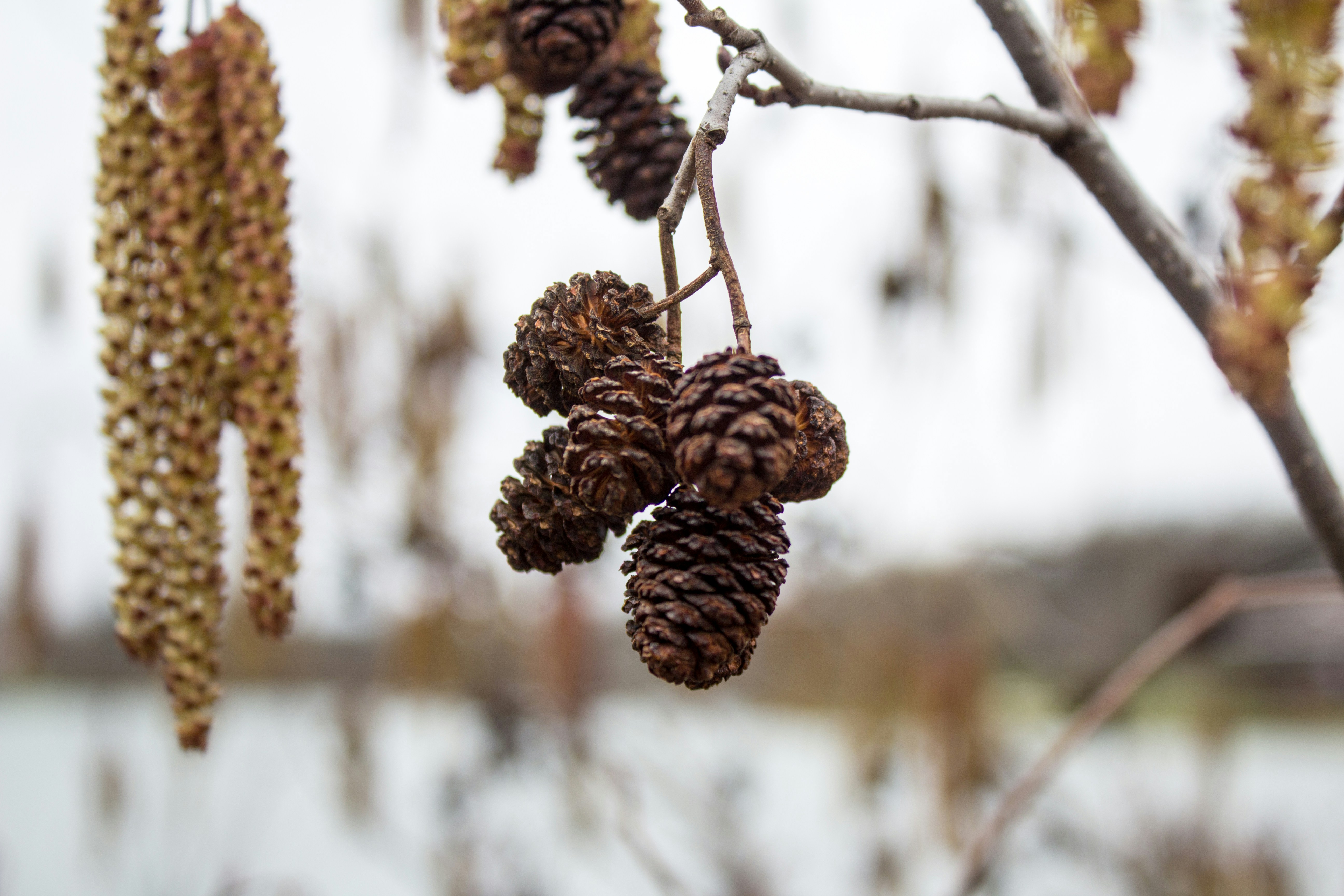 Free Unsplash photo from Jacob Connell