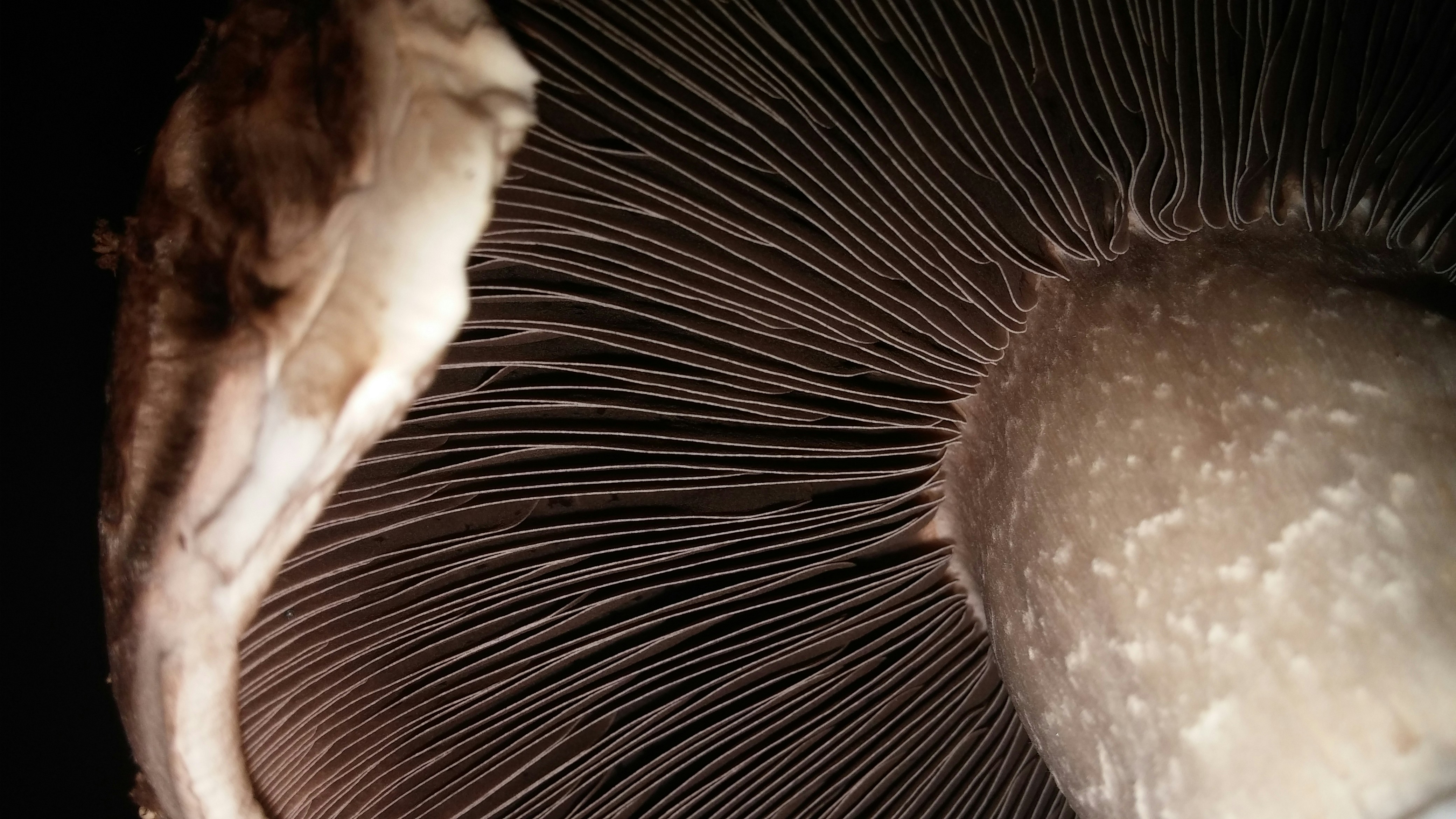 Free Unsplash photo from Ornella Hemingway