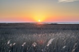 Sunset casting warm golden light over a misty Breton marsh with silhouetted wildlife