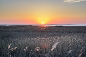 A serene Florida sunset over a quiet marshland, with soft golden light reflecting on the water.