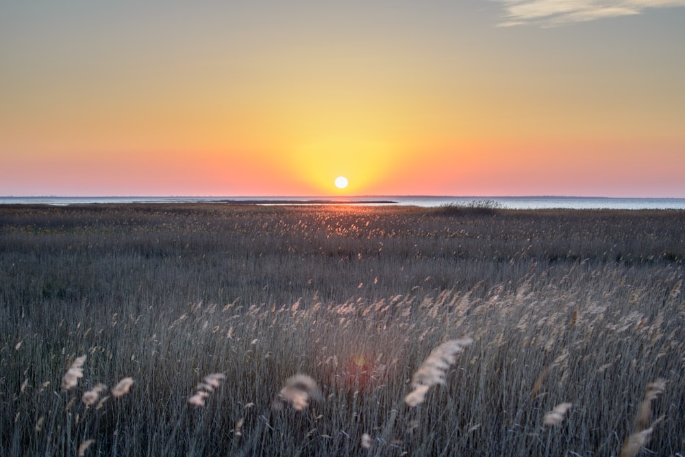 green field viewing body of water under yellow sky